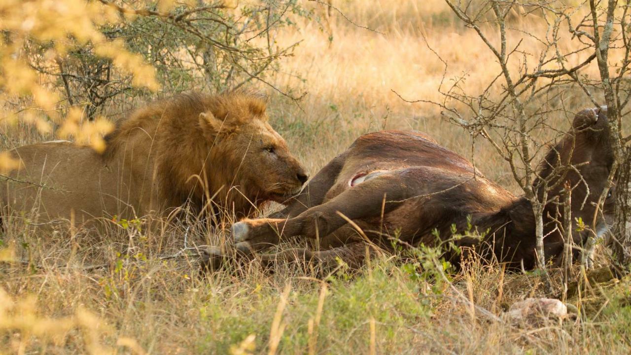 Готель Kwalucia Private Safari Retreat Сент-Люсія Екстер'єр фото
