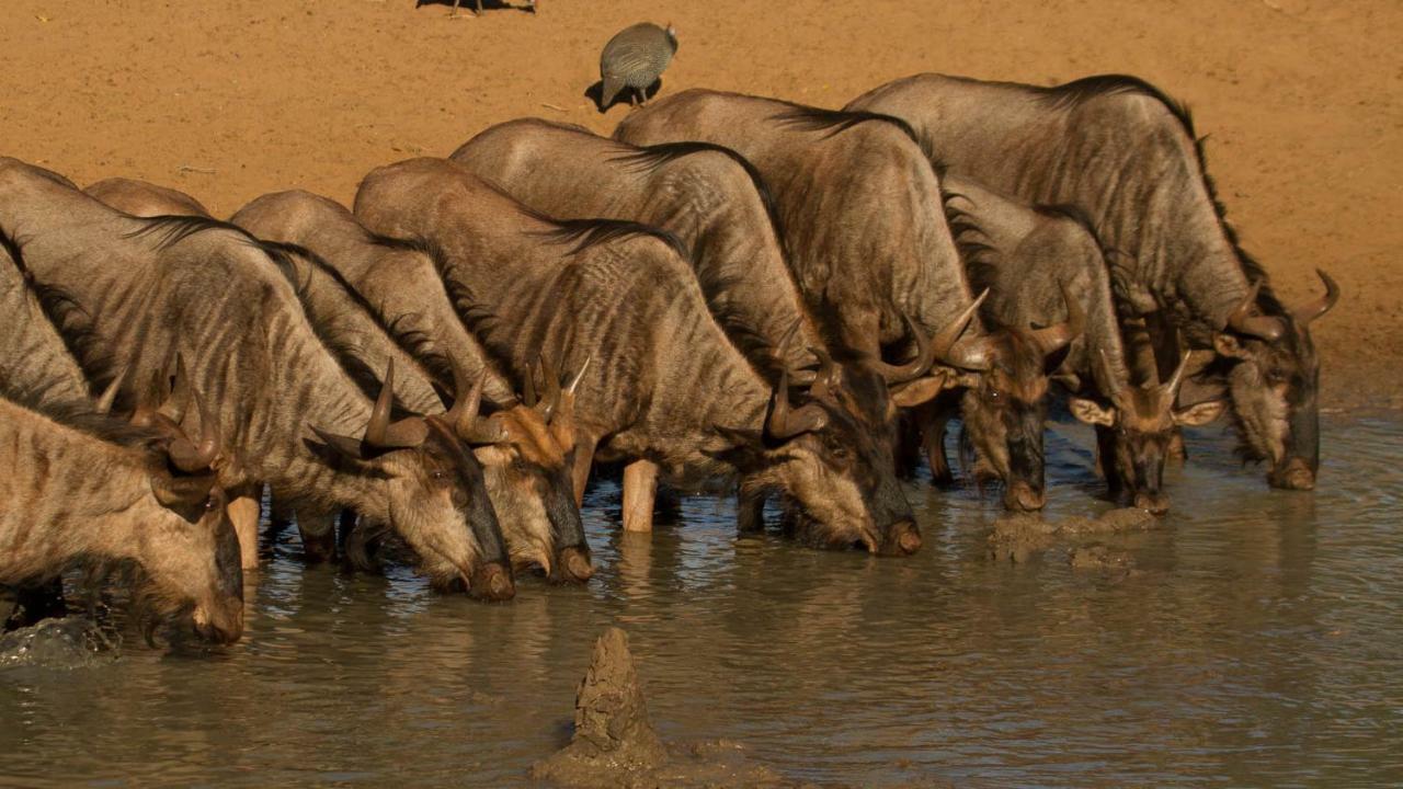 Готель Kwalucia Private Safari Retreat Сент-Люсія Екстер'єр фото