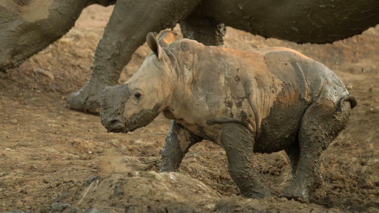 Готель Kwalucia Private Safari Retreat Сент-Люсія Екстер'єр фото
