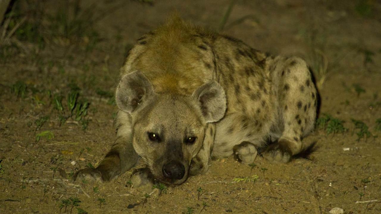 Готель Kwalucia Private Safari Retreat Сент-Люсія Екстер'єр фото