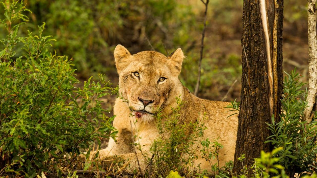 Готель Kwalucia Private Safari Retreat Сент-Люсія Екстер'єр фото