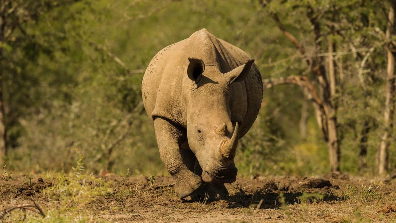 Готель Kwalucia Private Safari Retreat Сент-Люсія Екстер'єр фото