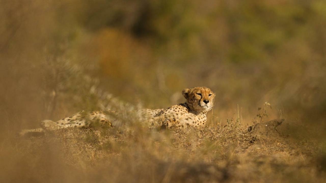 Готель Kwalucia Private Safari Retreat Сент-Люсія Екстер'єр фото