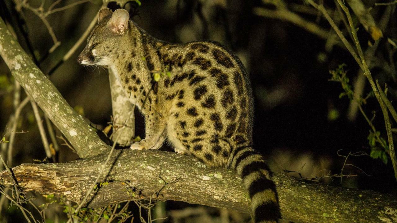 Готель Kwalucia Private Safari Retreat Сент-Люсія Екстер'єр фото