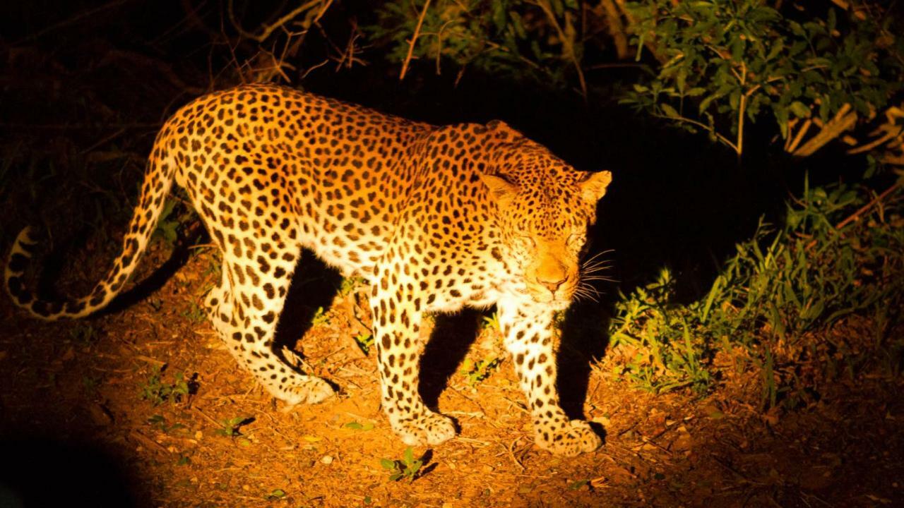 Готель Kwalucia Private Safari Retreat Сент-Люсія Екстер'єр фото
