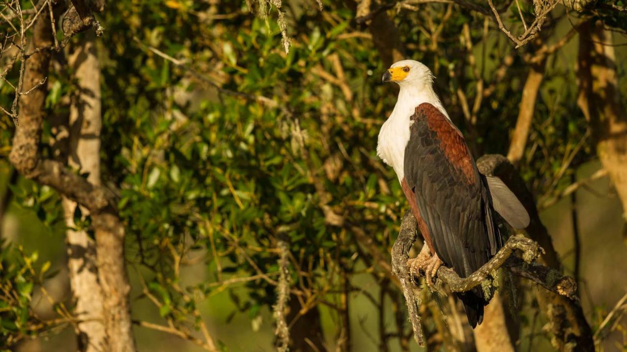 Готель Kwalucia Private Safari Retreat Сент-Люсія Екстер'єр фото