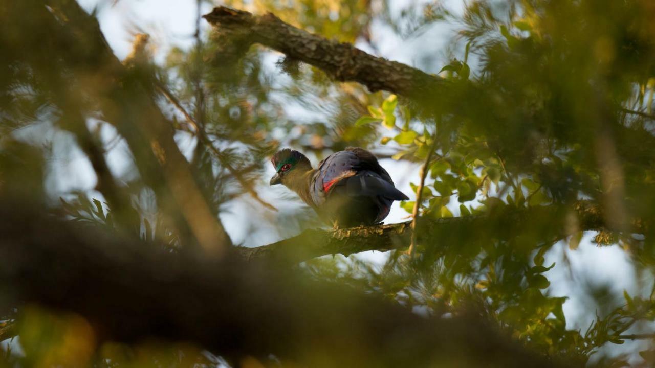 Готель Kwalucia Private Safari Retreat Сент-Люсія Екстер'єр фото