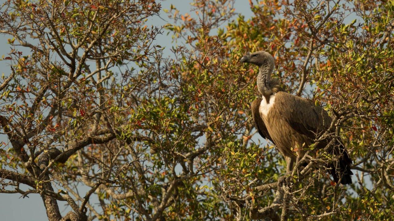 Готель Kwalucia Private Safari Retreat Сент-Люсія Екстер'єр фото