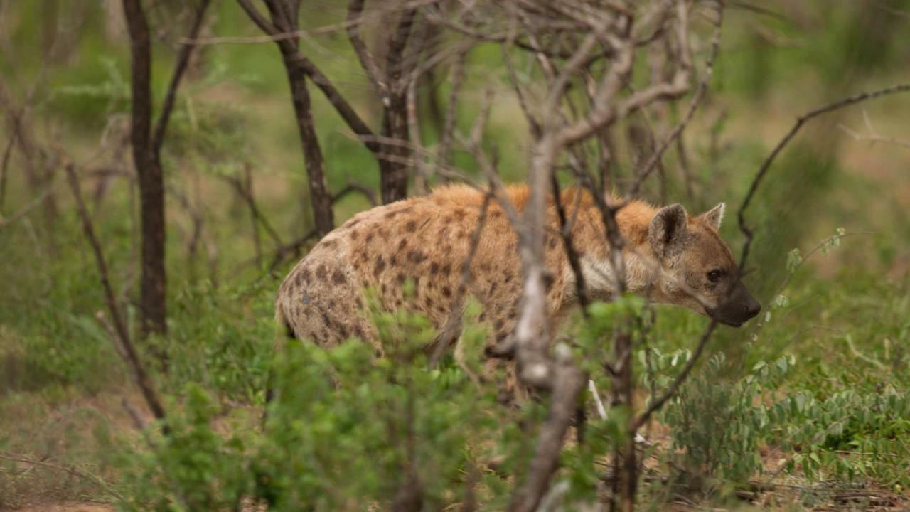 Готель Kwalucia Private Safari Retreat Сент-Люсія Екстер'єр фото