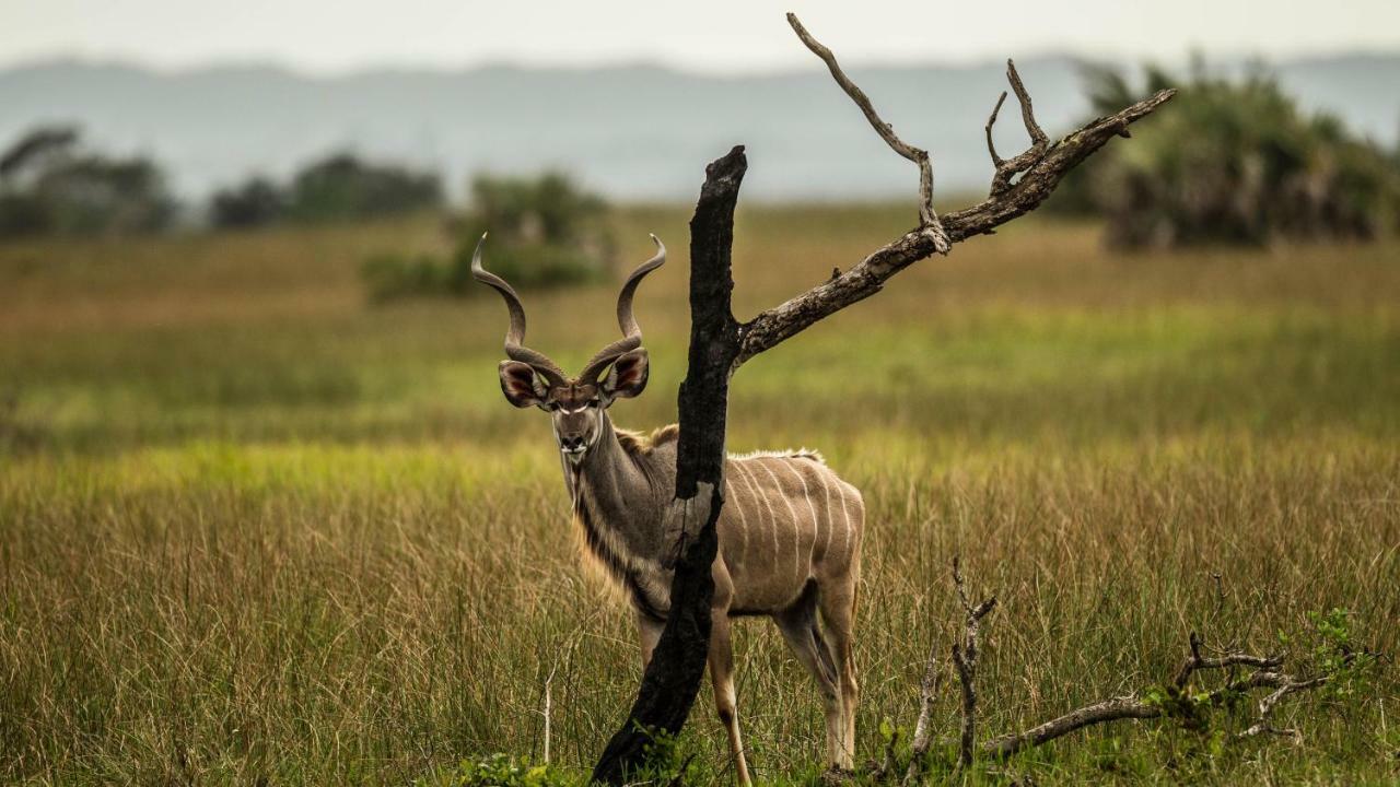 Готель Kwalucia Private Safari Retreat Сент-Люсія Екстер'єр фото