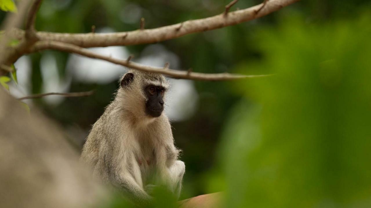 Готель Kwalucia Private Safari Retreat Сент-Люсія Екстер'єр фото