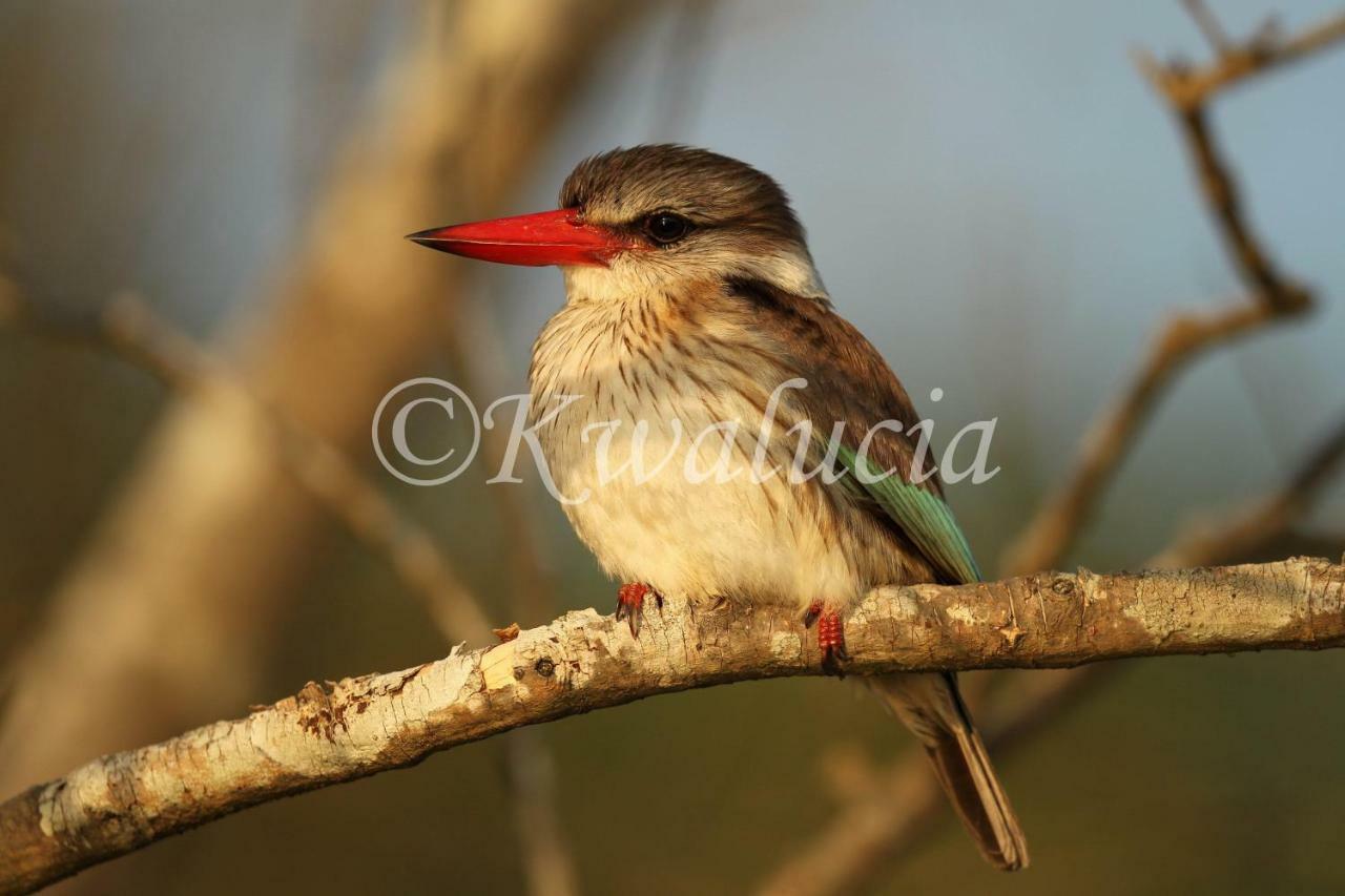 Готель Kwalucia Private Safari Retreat Сент-Люсія Екстер'єр фото