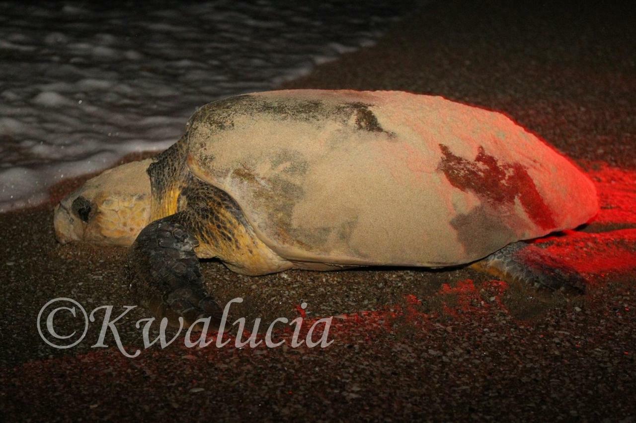 Готель Kwalucia Private Safari Retreat Сент-Люсія Екстер'єр фото