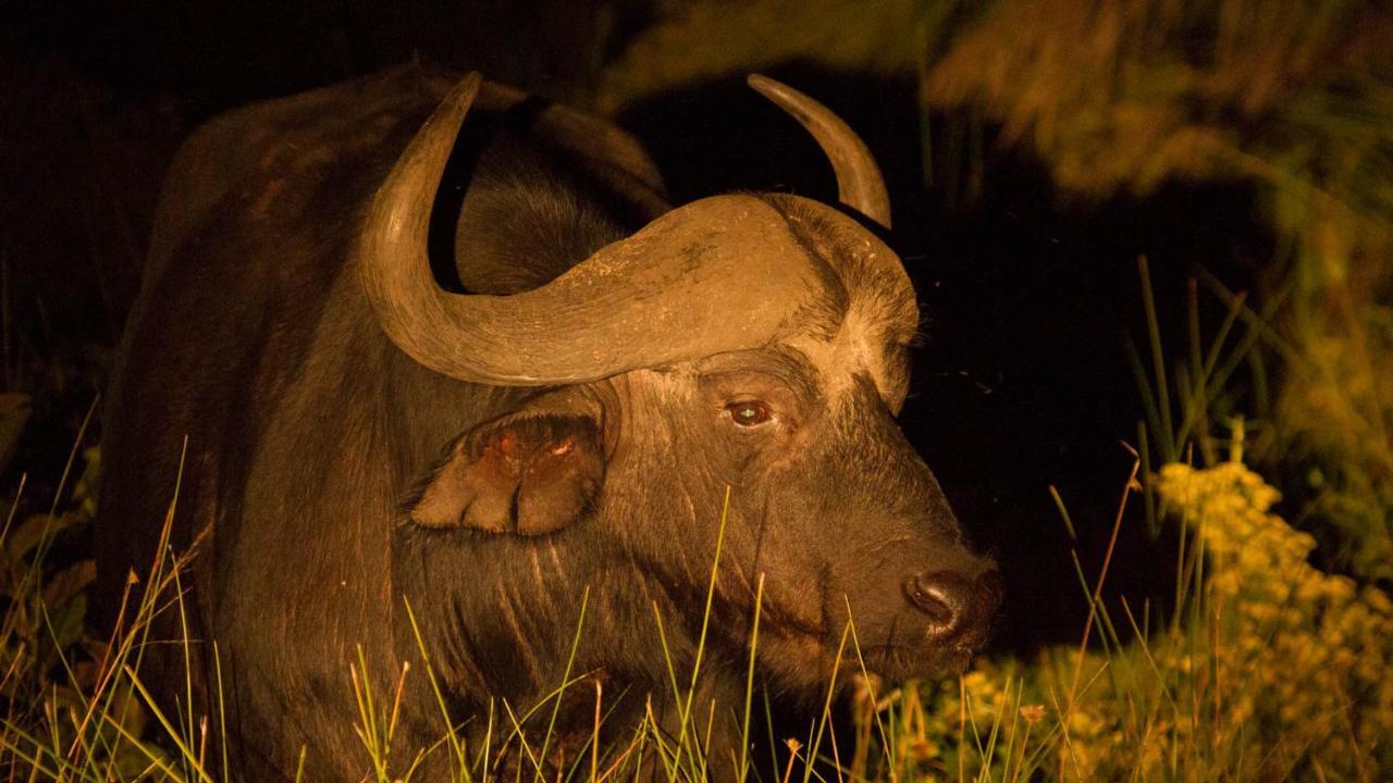 Готель Kwalucia Private Safari Retreat Сент-Люсія Екстер'єр фото